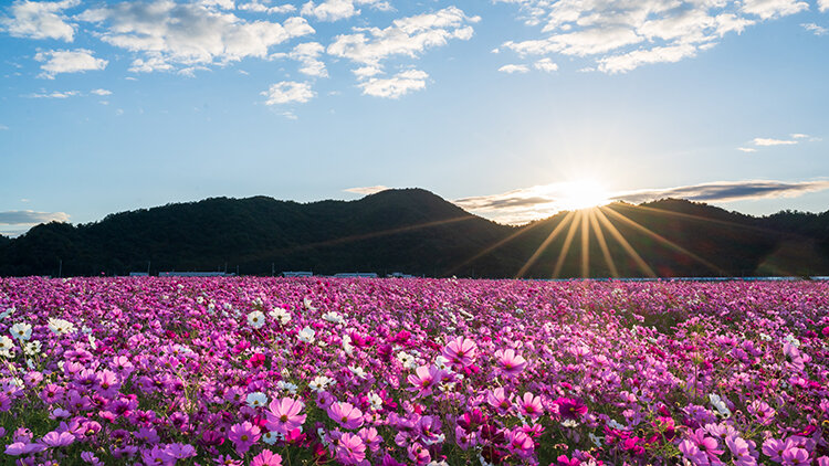 メゾンカルチャーネットワークの旅のイメージ