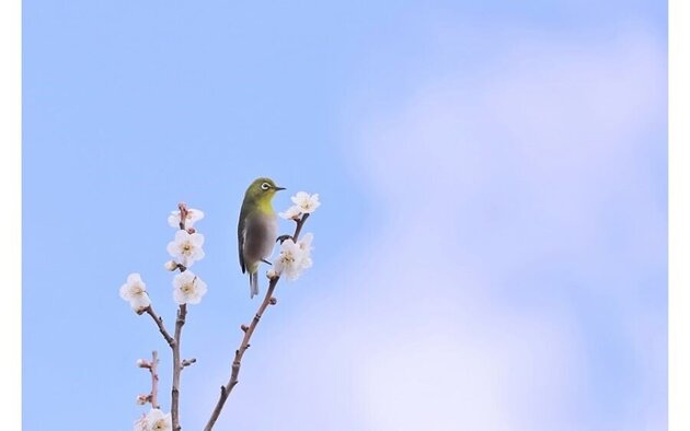 梅ふふむ、彩と香りの京都めぐり2日間