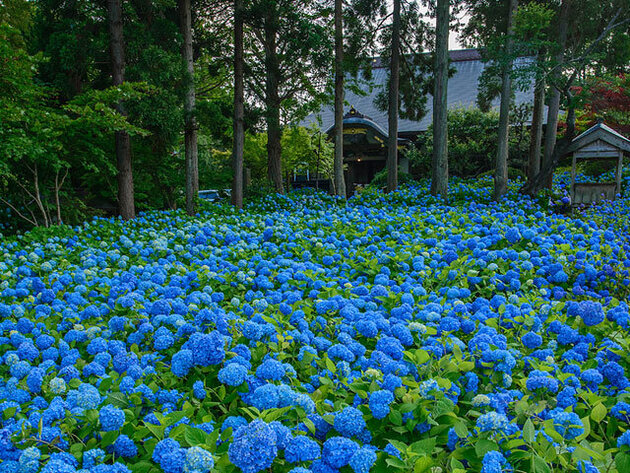 雲昌寺あじさい特別拝観 ~男鹿半島 1泊2日~