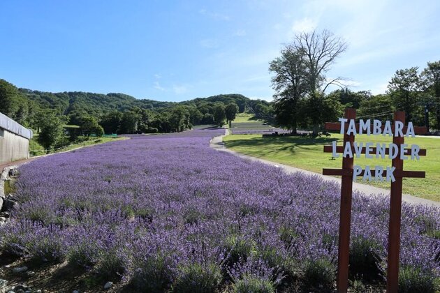 夏の絶景　５万株のラベンダーが咲く癒しの楽園　｢たんばらラベンダーパーク｣と ロックハート城