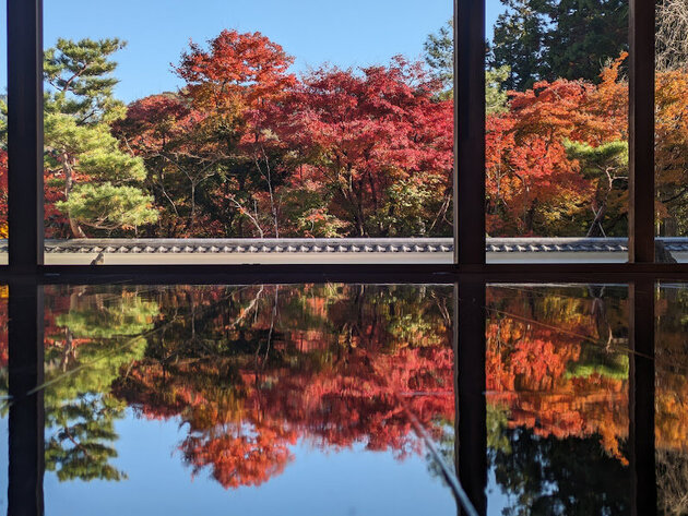 期間限定！ 庭園の紅葉を映し出す宝徳寺「床もみじ」特別公開と 日本三大イルミネーション あしかがフラワーパーク「光の花の庭」