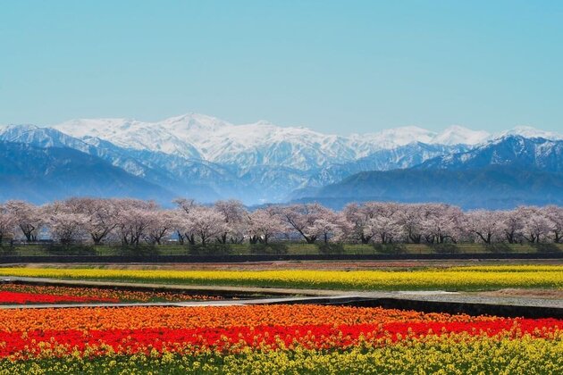 花火と桜が織りなす富山・新潟　2日間