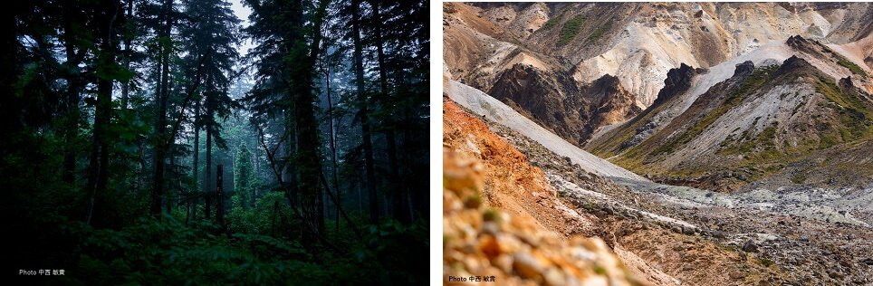 コラージュ03_中西 敏貴様_美瑛　北海道.jpg