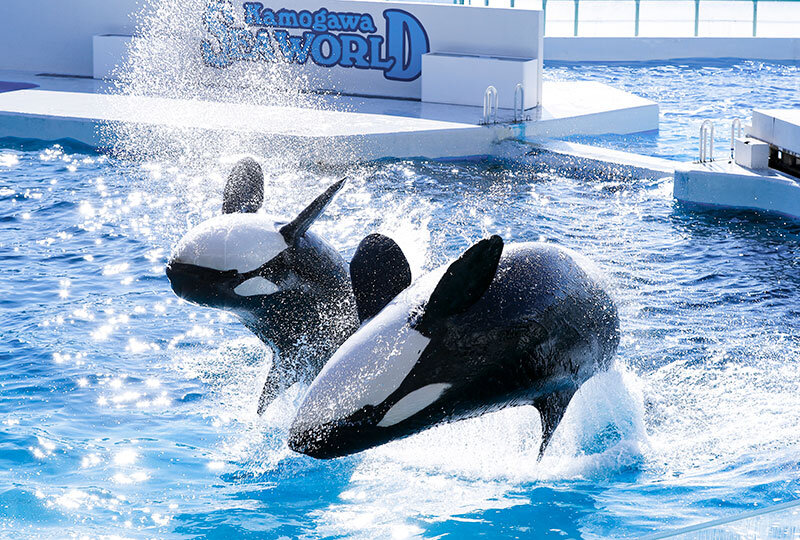 亀の井ホテル 鴨川　鴨川シーワールド5.jpg